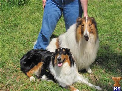 Collie Puppies